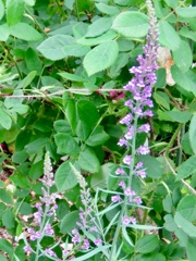 リナリアの仲間