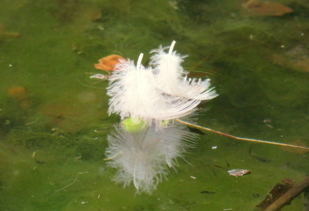 水面を漂う