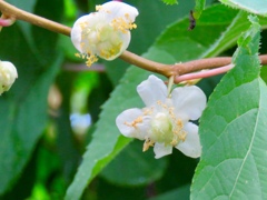 マタタビの花