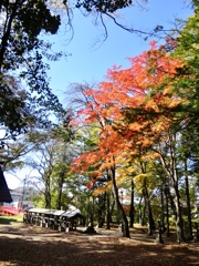 神社の森3