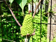 蝮草