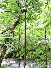 綺麗な捻