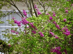 リラの花