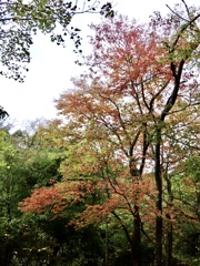 紅葉