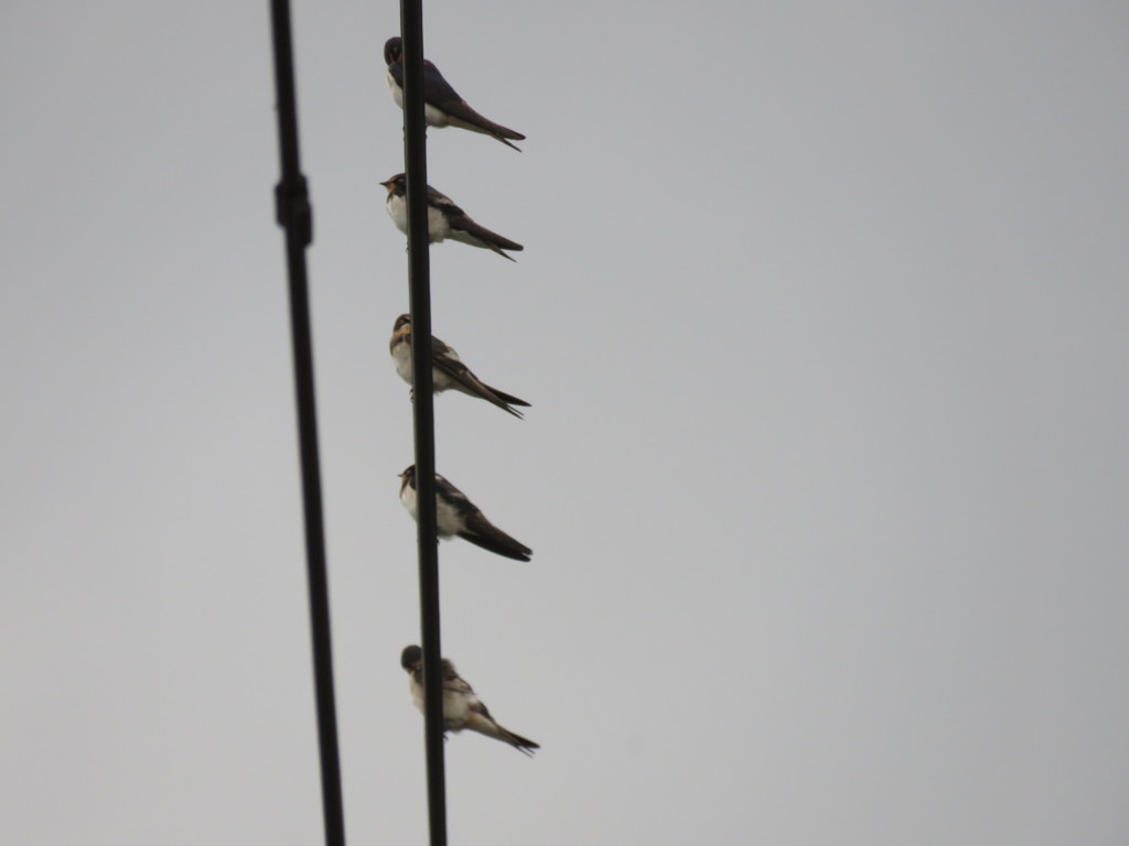 ツバメたち