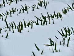 雪に埋もれて