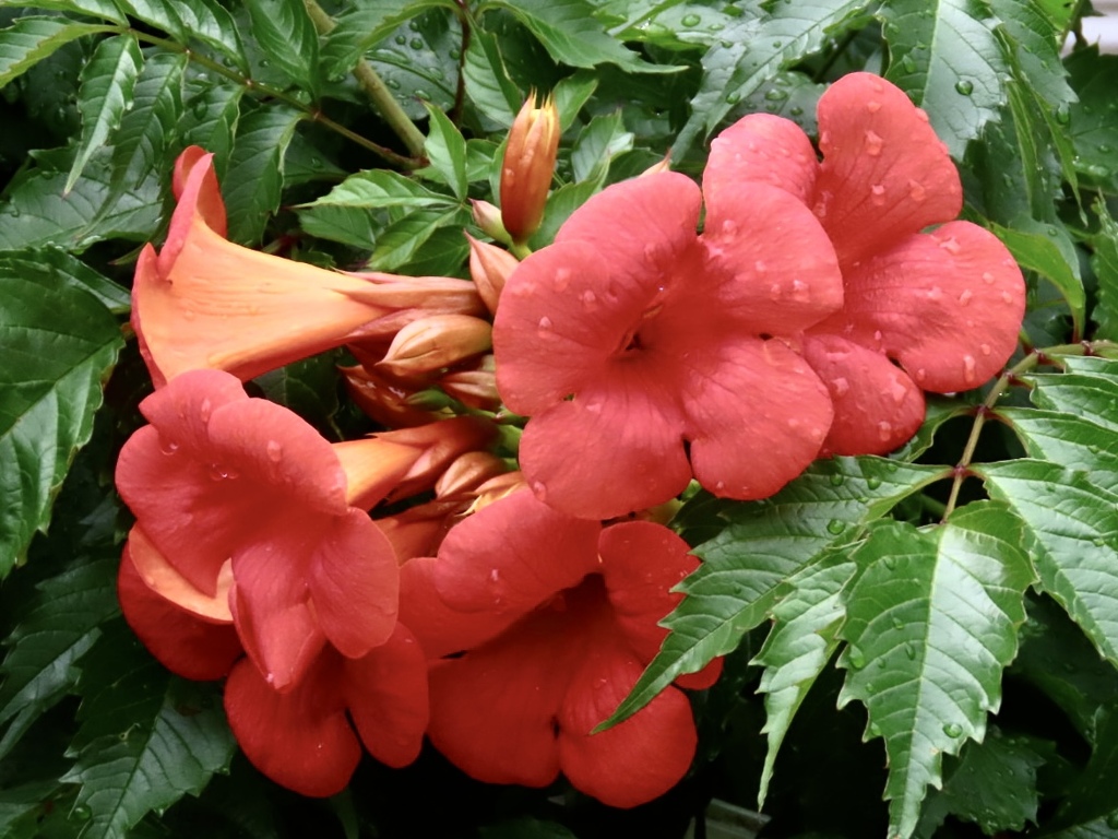 夏の花