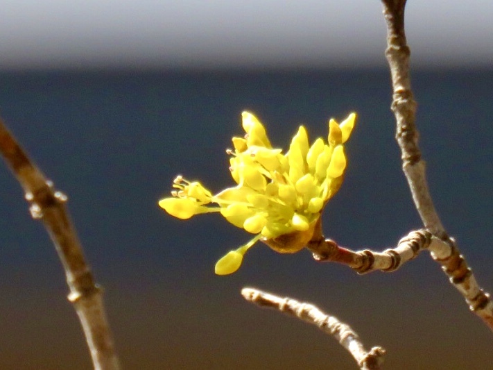 サンシュユの花