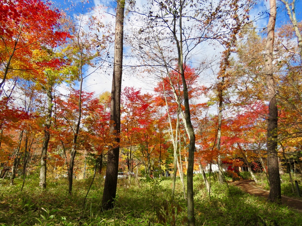 赤みを増した紅葉1