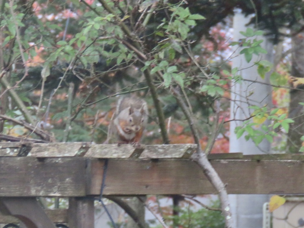 今朝もやってきた1