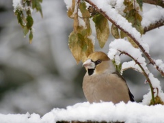 3月の雪2