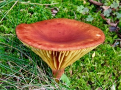 庭のキノコ6