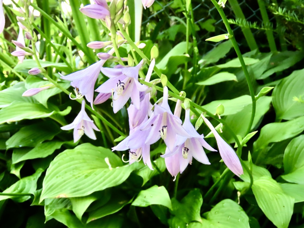 ギボウシの花