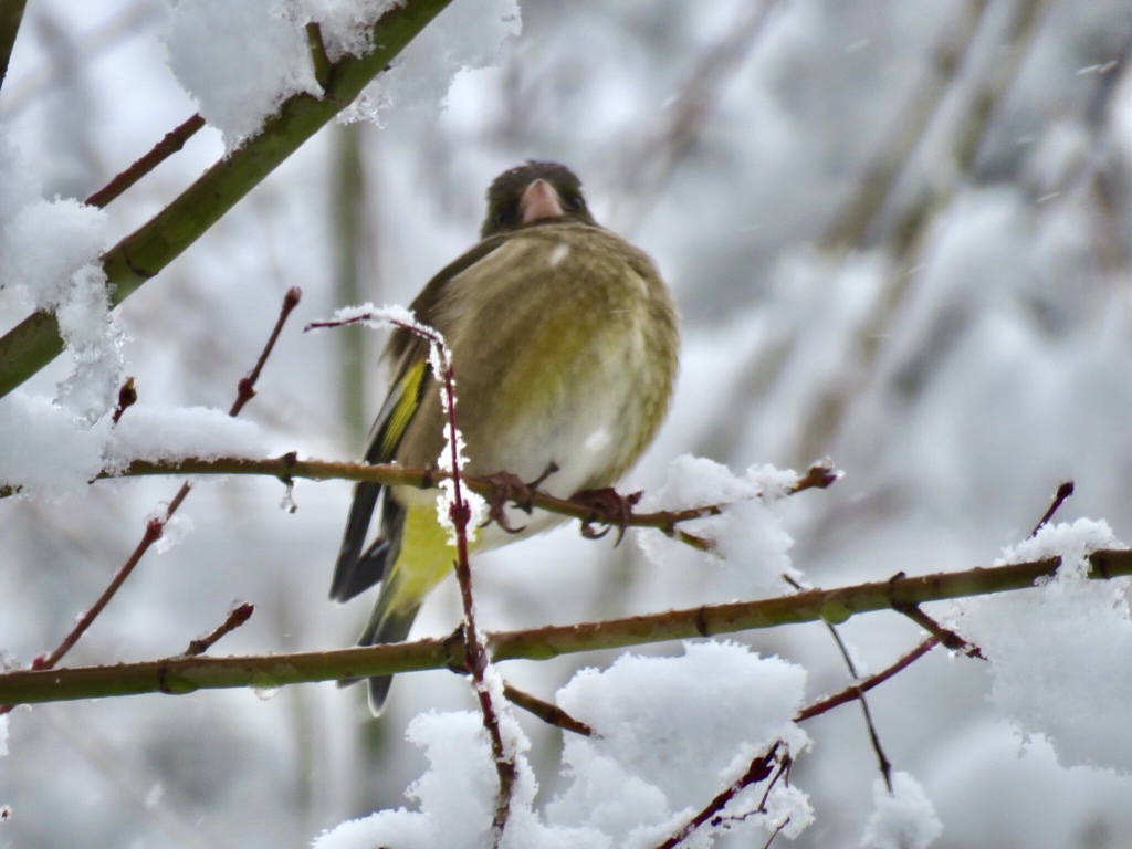 雪の中の野鳥達6