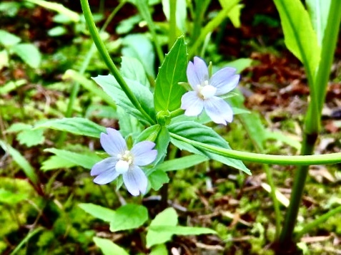 庭の雑草