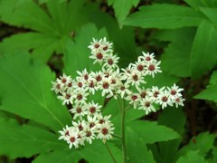 岩八手の花