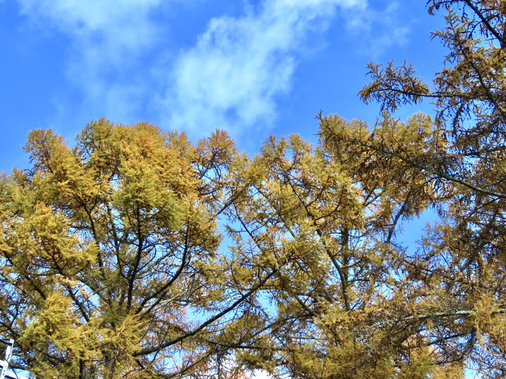 カラマツの紅葉