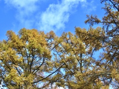 カラマツの紅葉