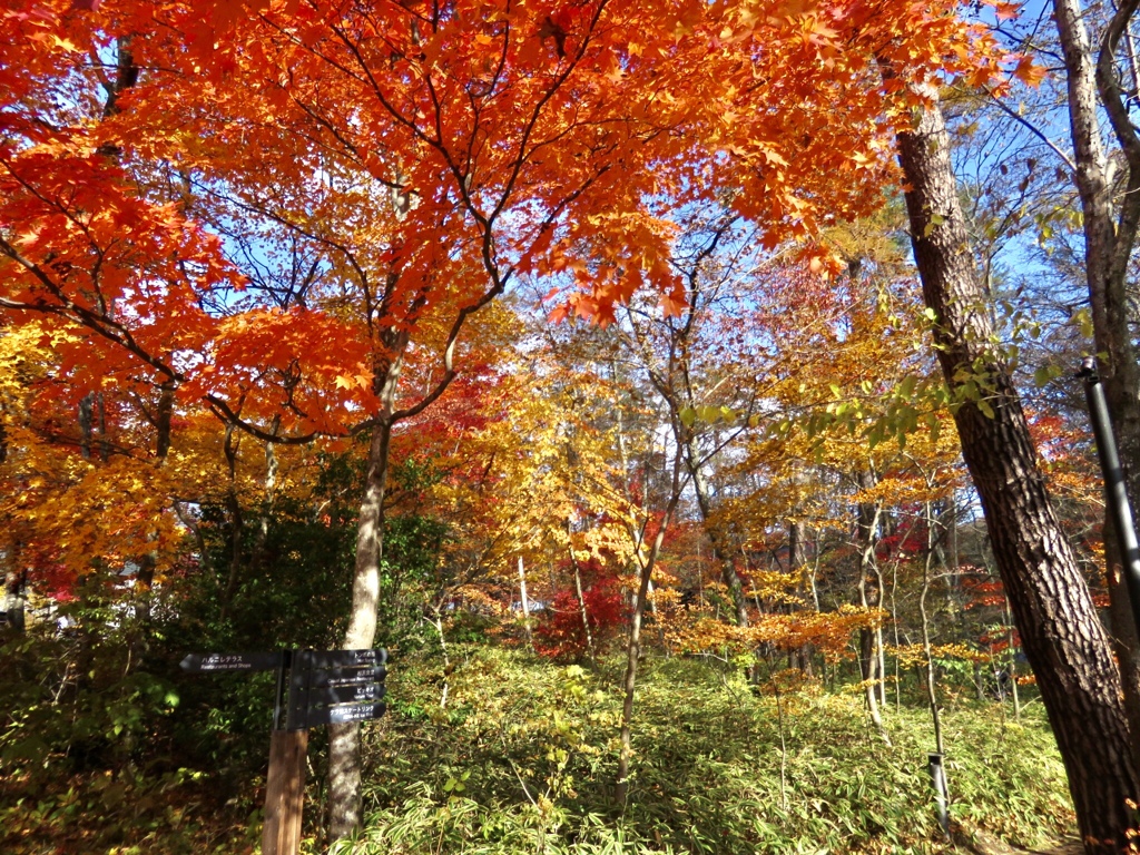 紅葉の最終章5