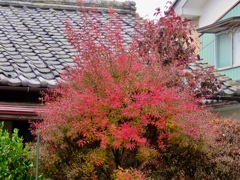雪柳の紅葉