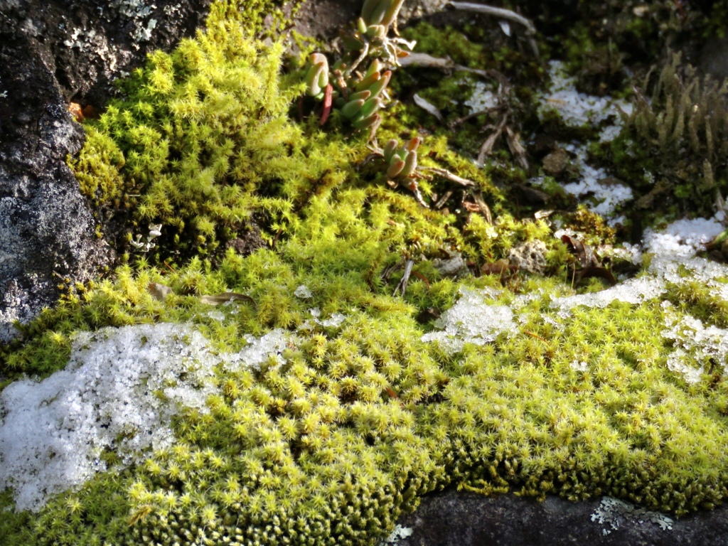 苔に雪