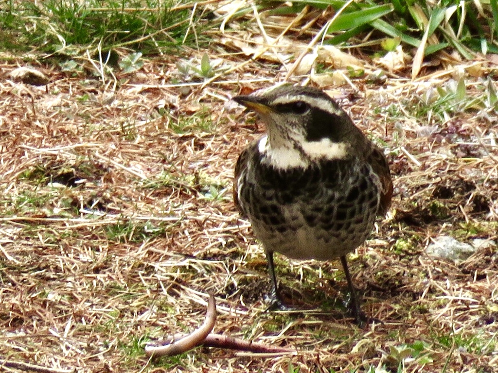 今日出会った野鳥3