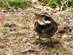 今日出会った野鳥3