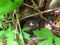 ホオジロの巣と雛