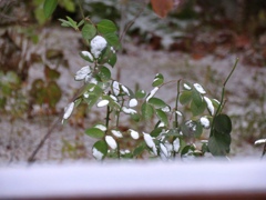 初雪の翌朝4