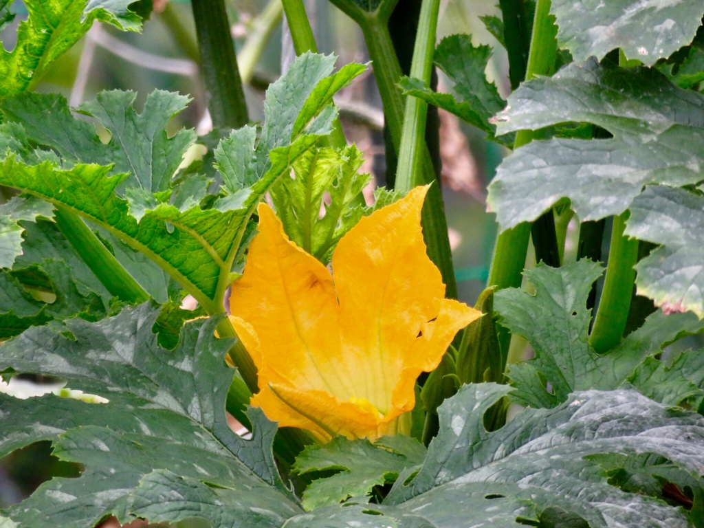 近所の家庭菜園