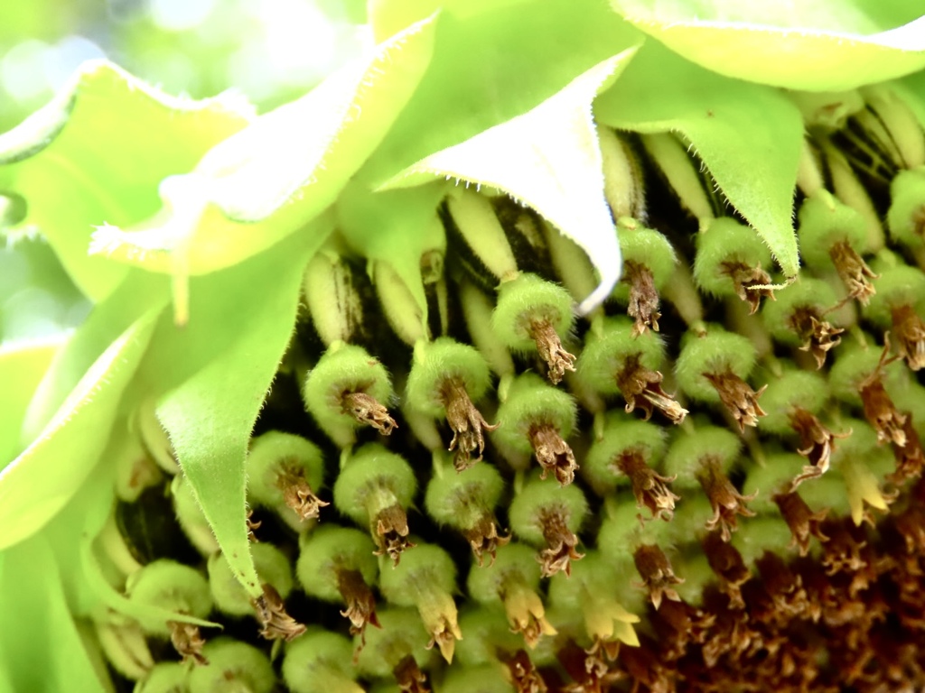 ヒマワリの種