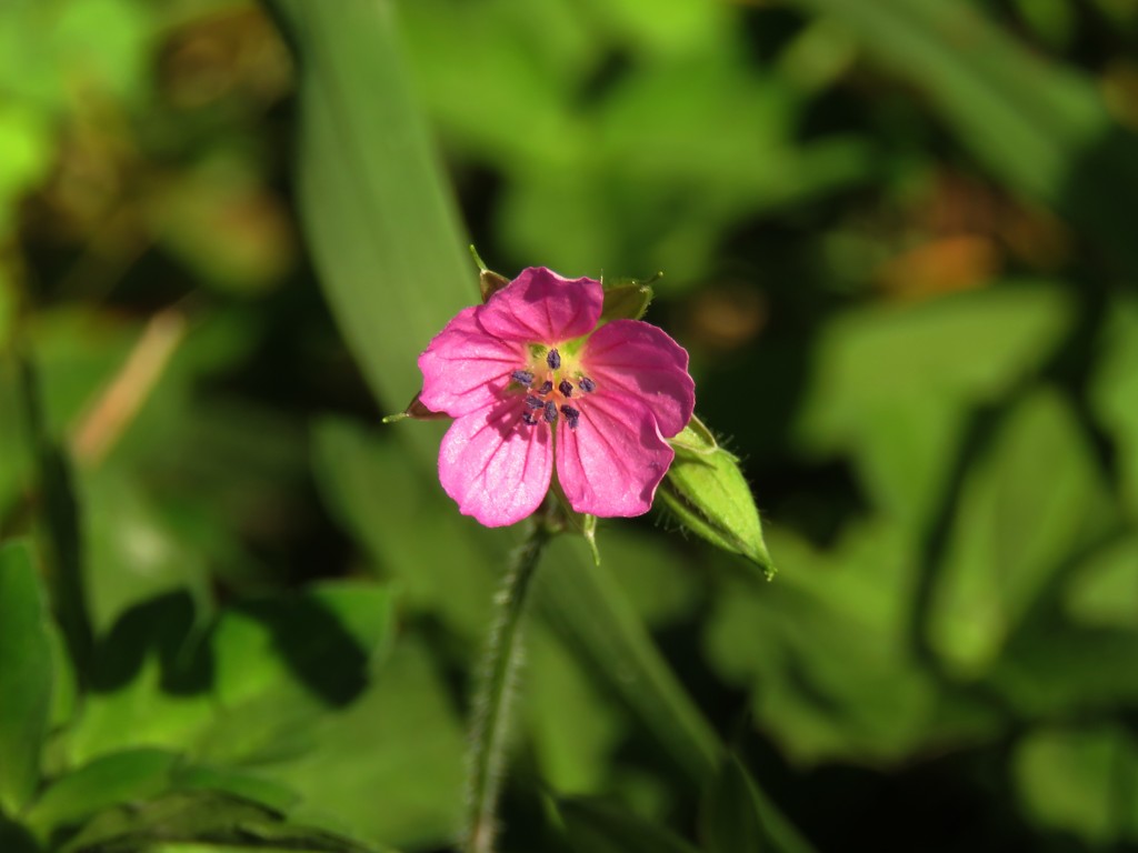 現の証拠(赤花)