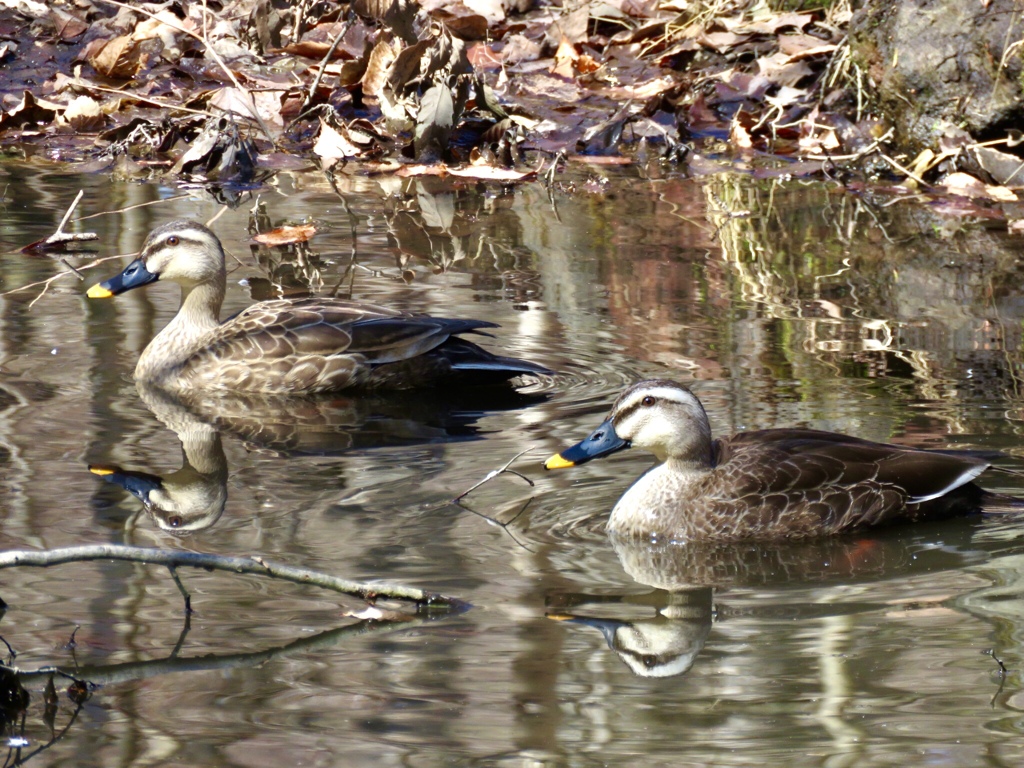 別荘地のカルガモ2