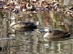 別荘地のカルガモ2