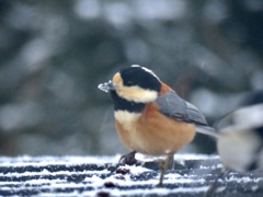 雪を食べたのかな