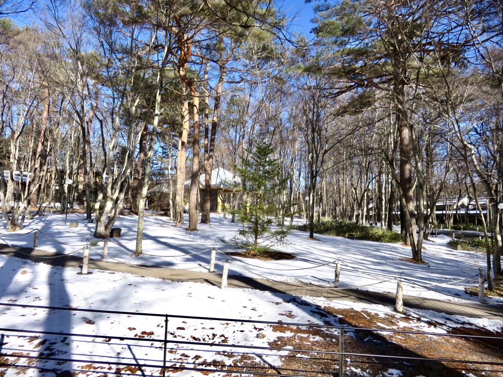 庭の雪