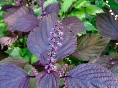 シソの花