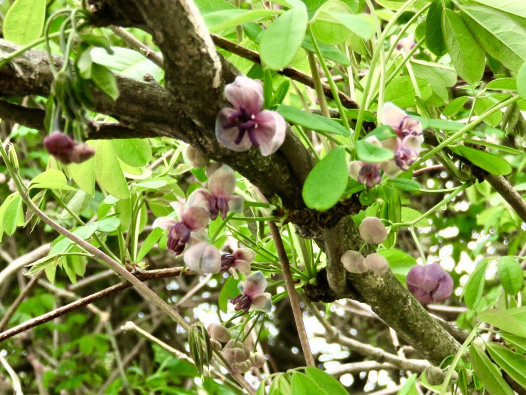 アケビの花