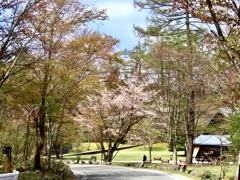名残りの桜