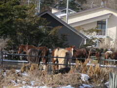 日向ぼっこ