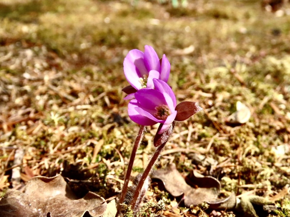 雪割草②