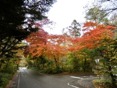 星野温泉エリアの紅葉3