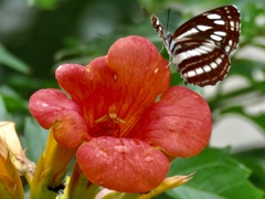 花と蝶と蟻