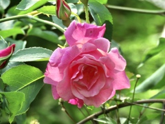 庭の薔薇1