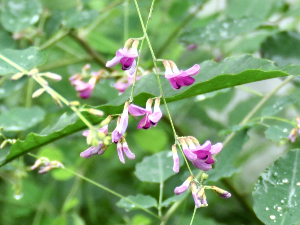 萩の花