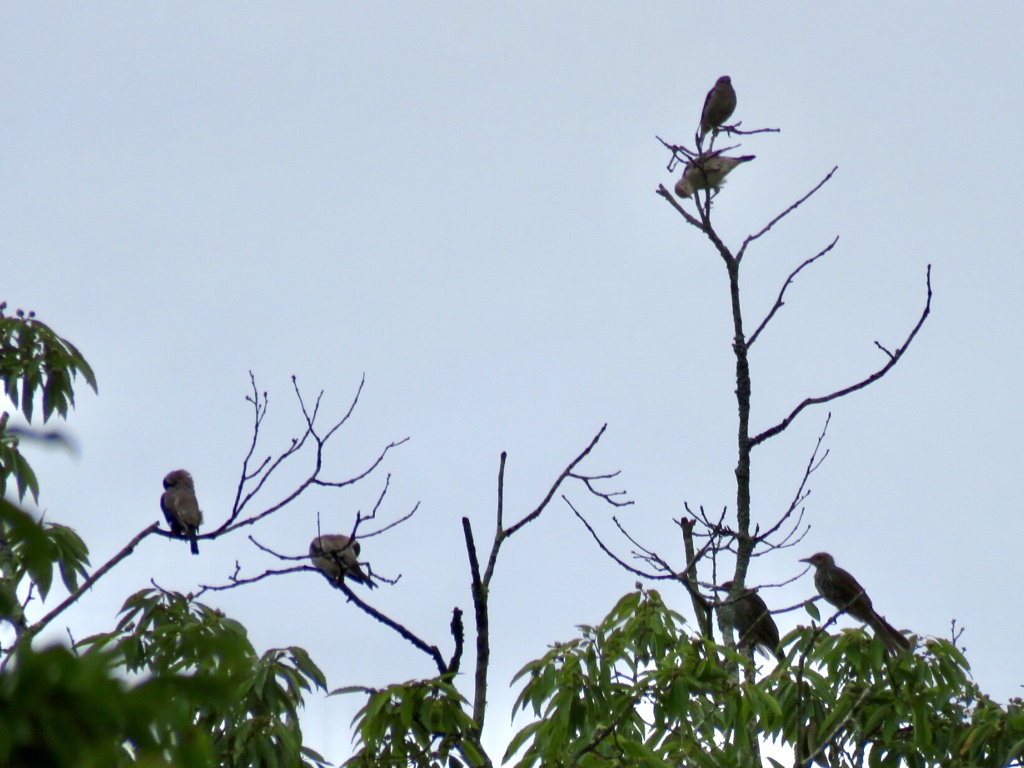 遠くに鳥達が