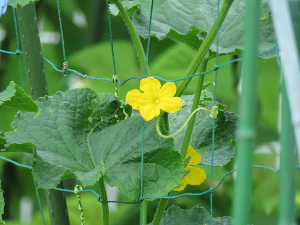 キュウリの雄花