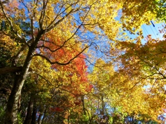 別荘地の紅葉