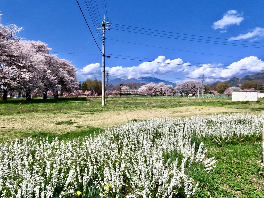 桜満開4