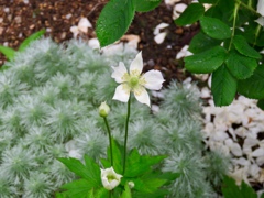 庭のあちらこちらに